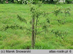 Quercus robur Irtha