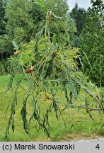 Quercus petraea Insecata