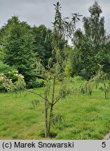 Quercus petraea Insecata