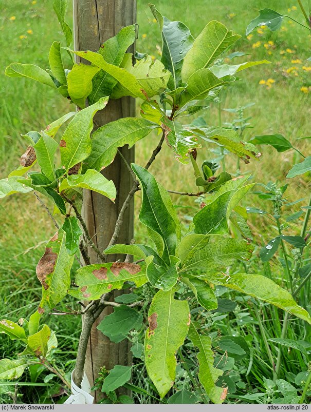 Quercus imbricaria (dąb gontowy)