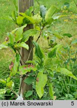 Quercus imbricaria (dąb gontowy)