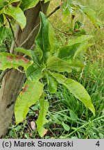 Quercus imbricaria (dąb gontowy)