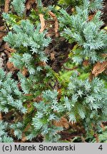 Juniperus squamata Meyeri