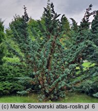 Juniperus squamata Meyeri