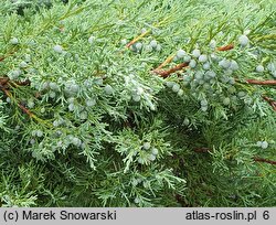 Juniperus virginiana Grey Owl