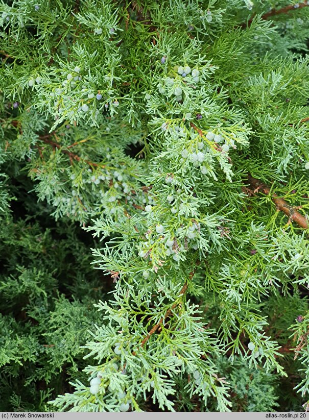 Juniperus virginiana Grey Owl