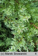 Juniperus virginiana Grey Owl