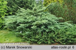 Juniperus virginiana Grey Owl