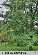 Robinia pseudoacacia Frisia