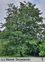 Robinia pseudoacacia Frisia