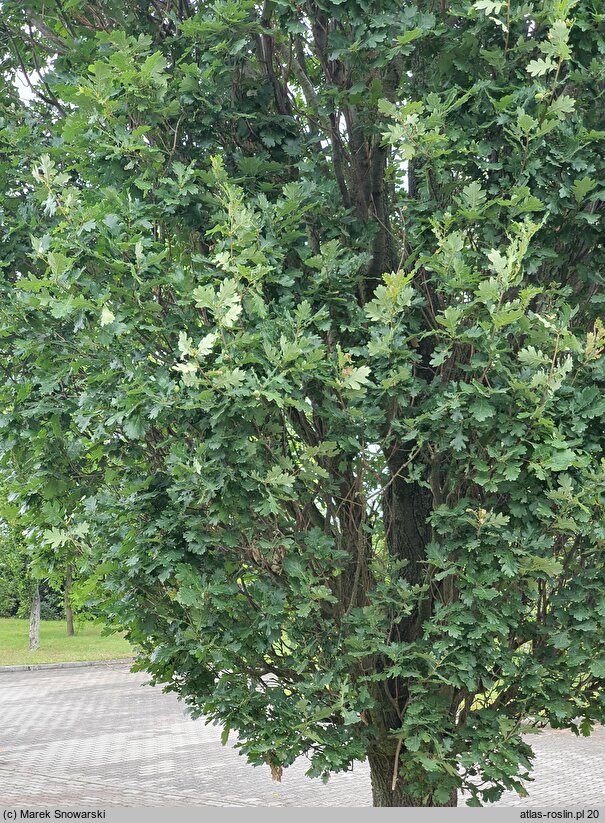 Quercus robur Fastigiata