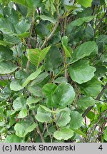 Alnus glutinosa Pyramidalis