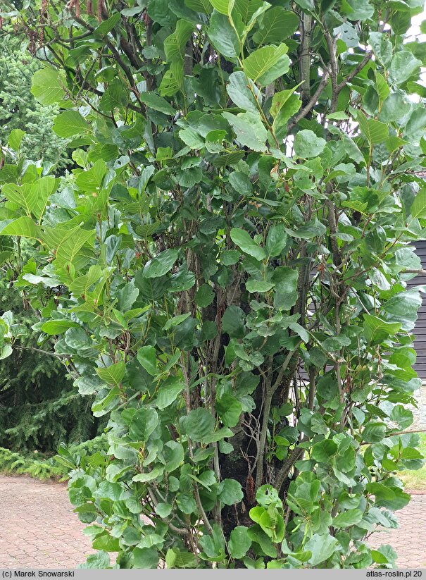 Alnus glutinosa Pyramidalis