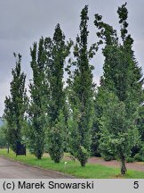 Alnus glutinosa Pyramidalis