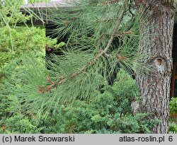 Pinus ponderosa (sosna żółta)