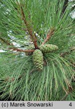 Pinus ponderosa (sosna żółta)