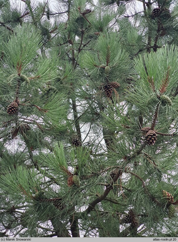 Pinus ponderosa (sosna żółta)