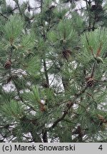 Pinus ponderosa (sosna żółta)