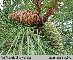 Pinus ponderosa (sosna żółta)