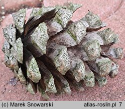 Pinus ponderosa (sosna żółta)