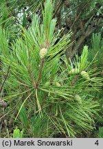 Pinus densiflora (sosna gęstokwiatowa)