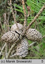 Pinus densiflora (sosna gęstokwiatowa)