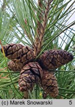 Pinus densiflora (sosna gęstokwiatowa)