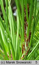 Pinus densiflora (sosna gęstokwiatowa)