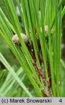 Pinus densiflora (sosna gęstokwiatowa)