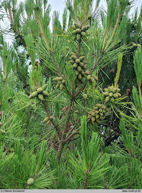 Pinus densiflora (sosna gęstokwiatowa)