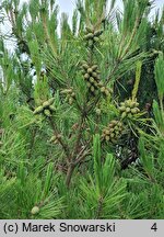 Pinus densiflora (sosna gęstokwiatowa)