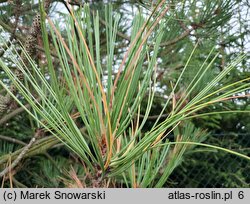 Pinus jeffreyi (sosna Jeffreya)