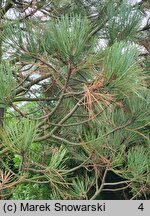 Pinus jeffreyi (sosna Jeffreya)