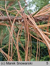 Pinus jeffreyi (sosna Jeffreya)