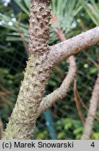 Pinus jeffreyi (sosna Jeffreya)