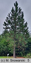 Pinus jeffreyi (sosna Jeffreya)