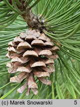 Pinus heldreichii (sosna dalmatyńska)