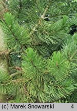 Pinus heldreichii (sosna dalmatyńska)