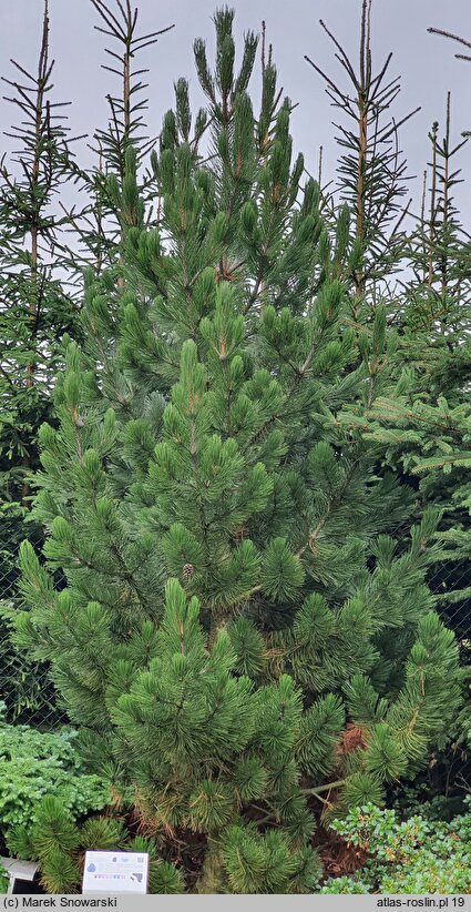 Pinus heldreichii (sosna dalmatyńska)