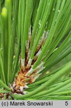 Pinus heldreichii (sosna dalmatyńska)