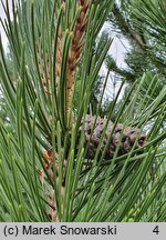 Pinus heldreichii (sosna dalmatyńska)