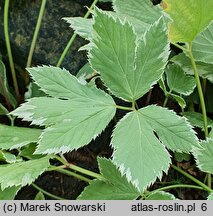 Peucedanum ostruthium Daphnis