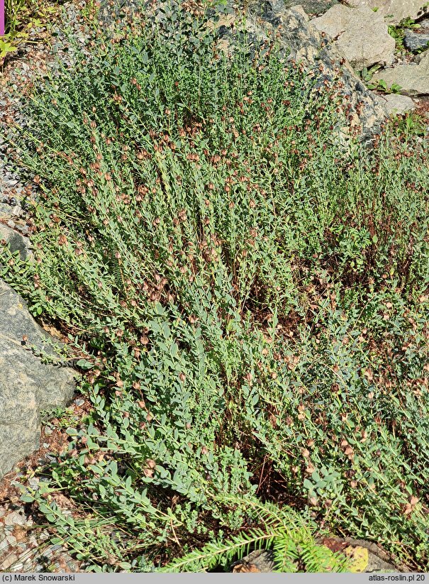 Hypericum polyphyllum Grandiflorum