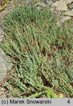 Hypericum polyphyllum Grandiflorum