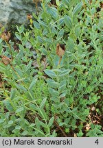 Hypericum polyphyllum Grandiflorum