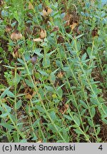 Hypericum polyphyllum Grandiflorum