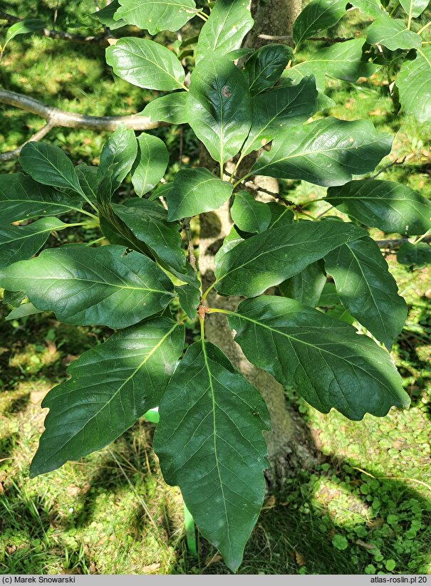 Quercus petraea Muscaviensis