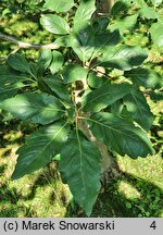 Quercus petraea Muscaviensis