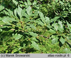 Quercus petraea Muscaviensis