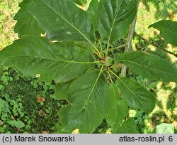 Quercus petraea Muscaviensis